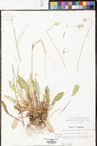 Krigia biflora image