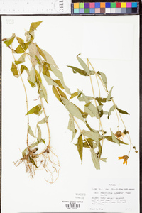 Jamesianthus alabamensis image