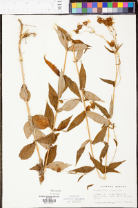 Jamesianthus alabamensis image