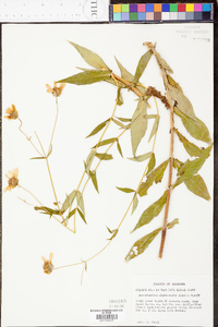 Jamesianthus alabamensis image