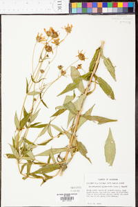 Jamesianthus alabamensis image