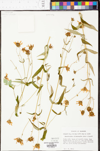 Jamesianthus alabamensis image