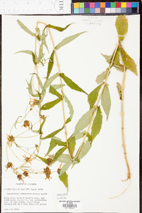 Jamesianthus alabamensis image