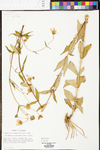 Jamesianthus alabamensis image