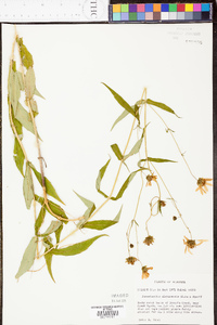 Jamesianthus alabamensis image