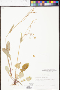 Krigia biflora image