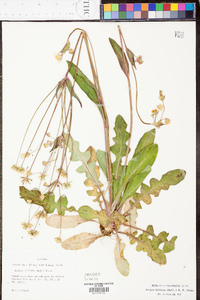 Krigia biflora image