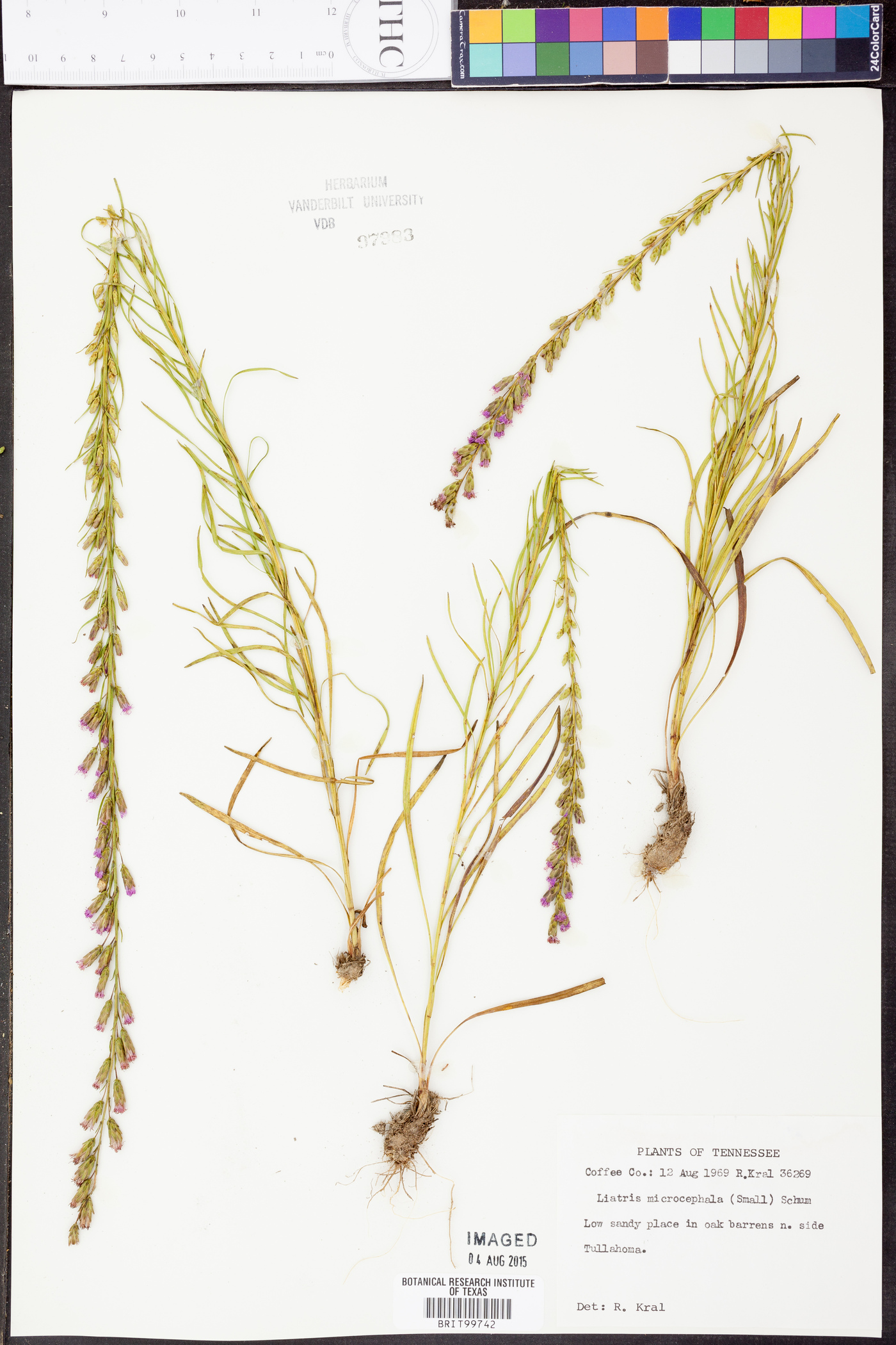 Liatris microcephala image