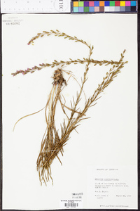 Liatris microcephala image