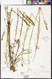 Liatris microcephala image