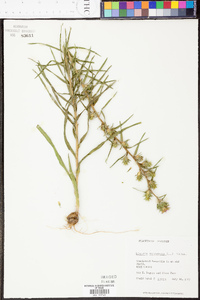 Liatris squarrosa image