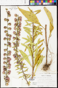 Liatris squarrulosa image