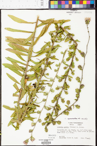 Liatris squarrulosa image