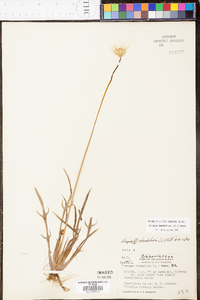 Krigia dandelion image