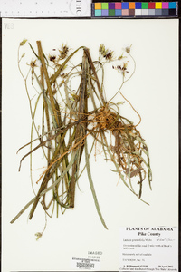 Lactuca graminifolia image