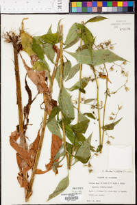 Lactuca floridana image