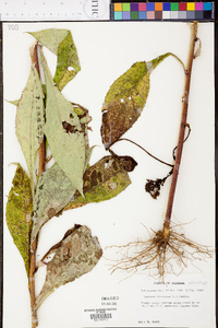 Lactuca floridana image