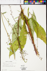 Lactuca floridana image