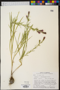 Liatris cylindracea image