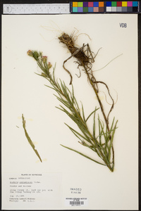 Liatris cylindracea image