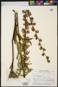 Liatris aspera var. intermedia image