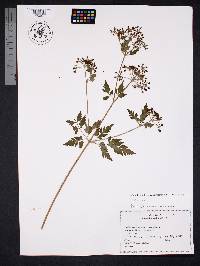 Conium maculatum image