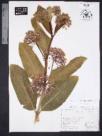 Asclepias purpurascens image