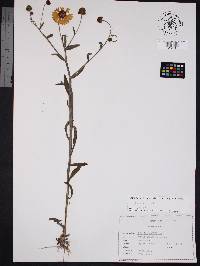 Helenium flexuosum image