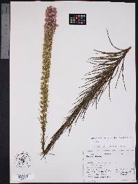 Liatris pycnostachya image