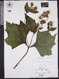 Smallanthus uvedalia image