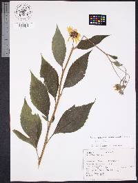 Rudbeckia subtomentosa image