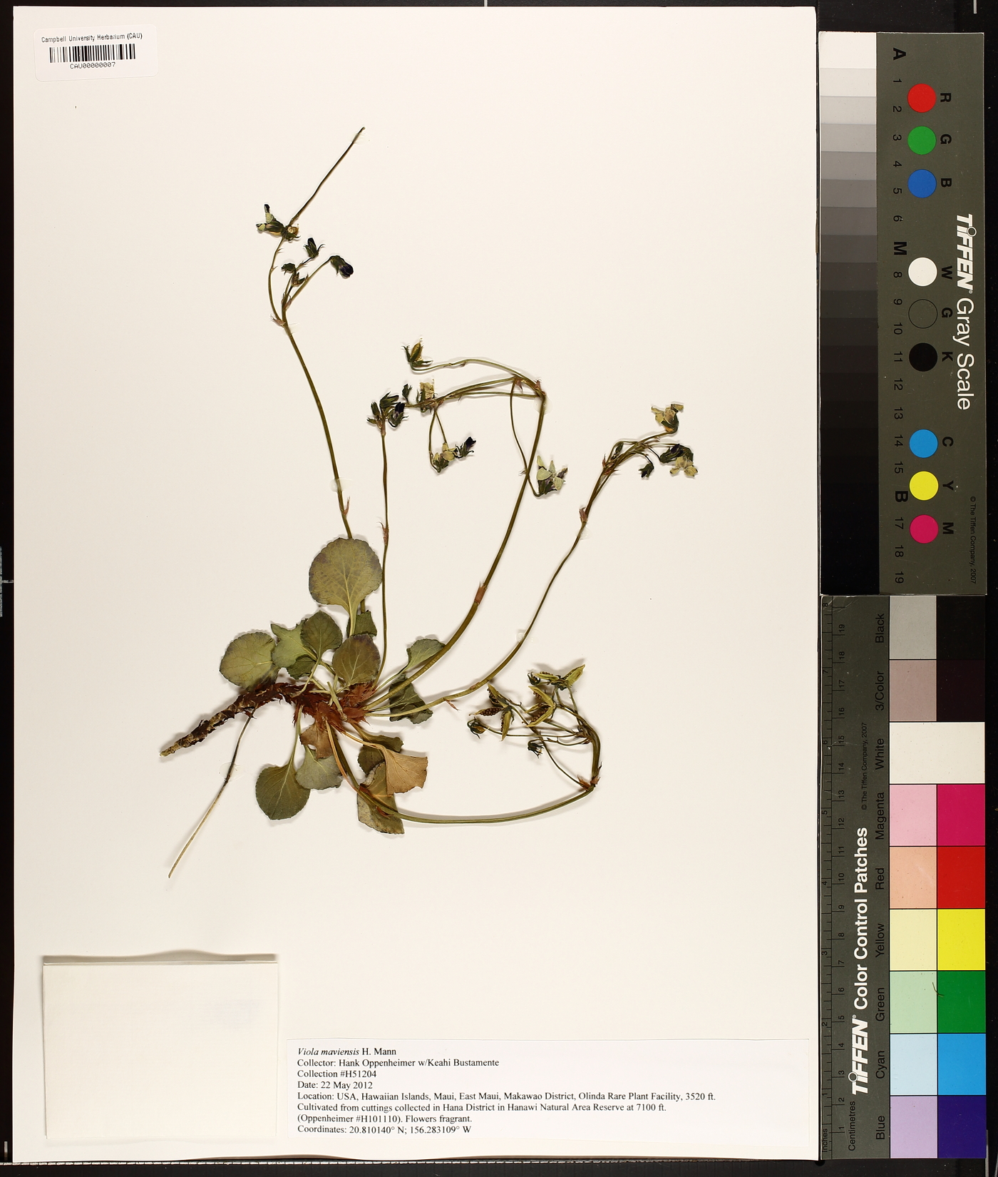Viola maviensis image