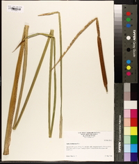 Typha domingensis image