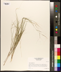 Aristida oligantha image