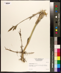 Arundinaria gigantea image