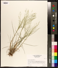 Eragrostis curtipedicellata image