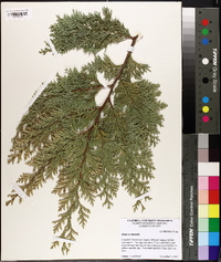 Thuja occidentalis image