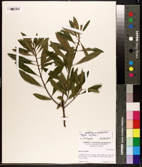 Myrica cerifera image