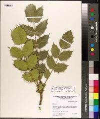 Mahonia bealei image