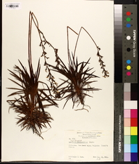 Stylidium graminifolium image