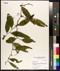 Smilax laurifolia image