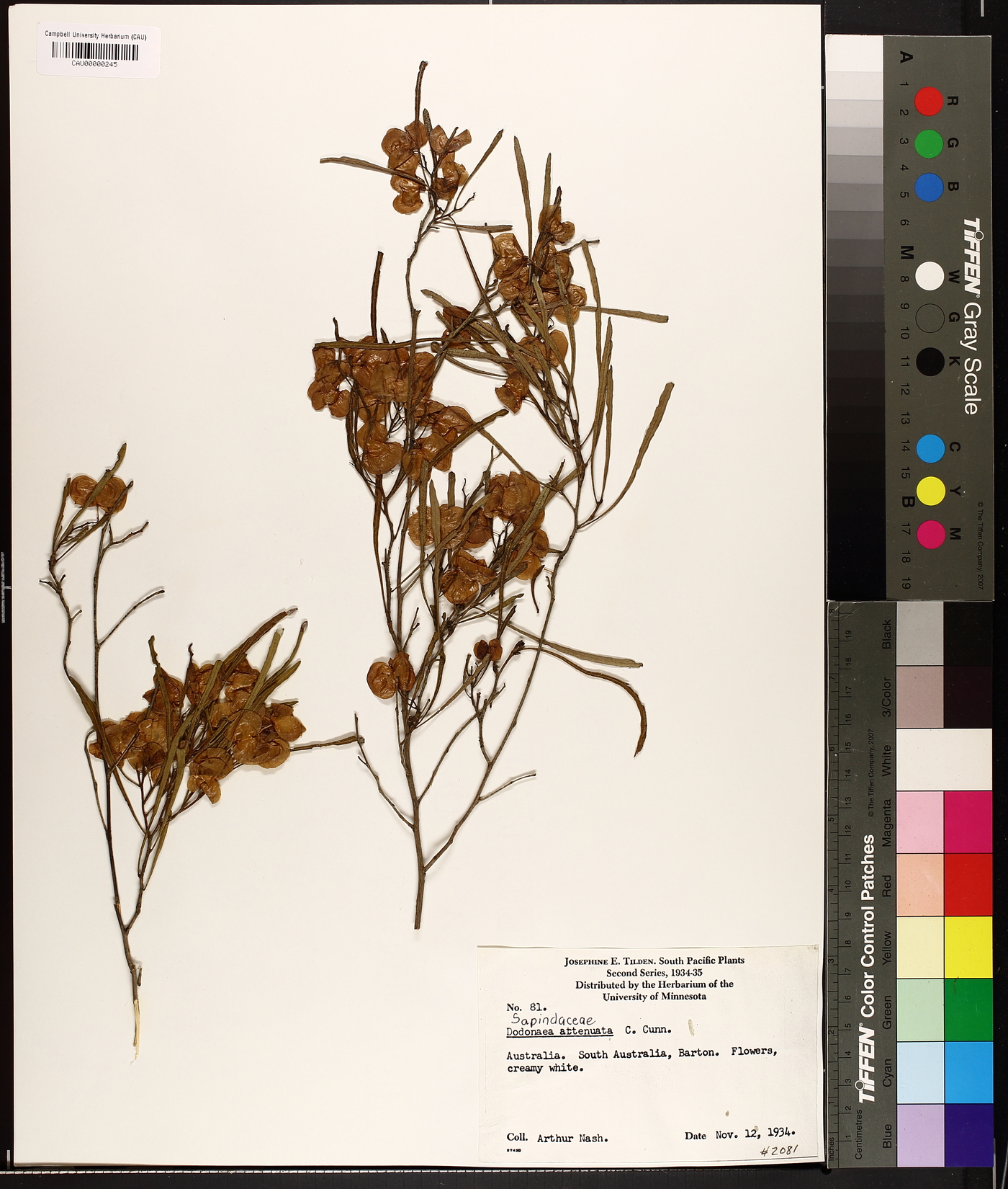 Dodonaea attenuata image