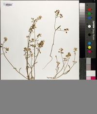 Lepidium foliosum image