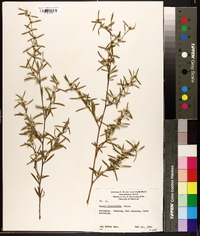 Taxandria linearifolia image
