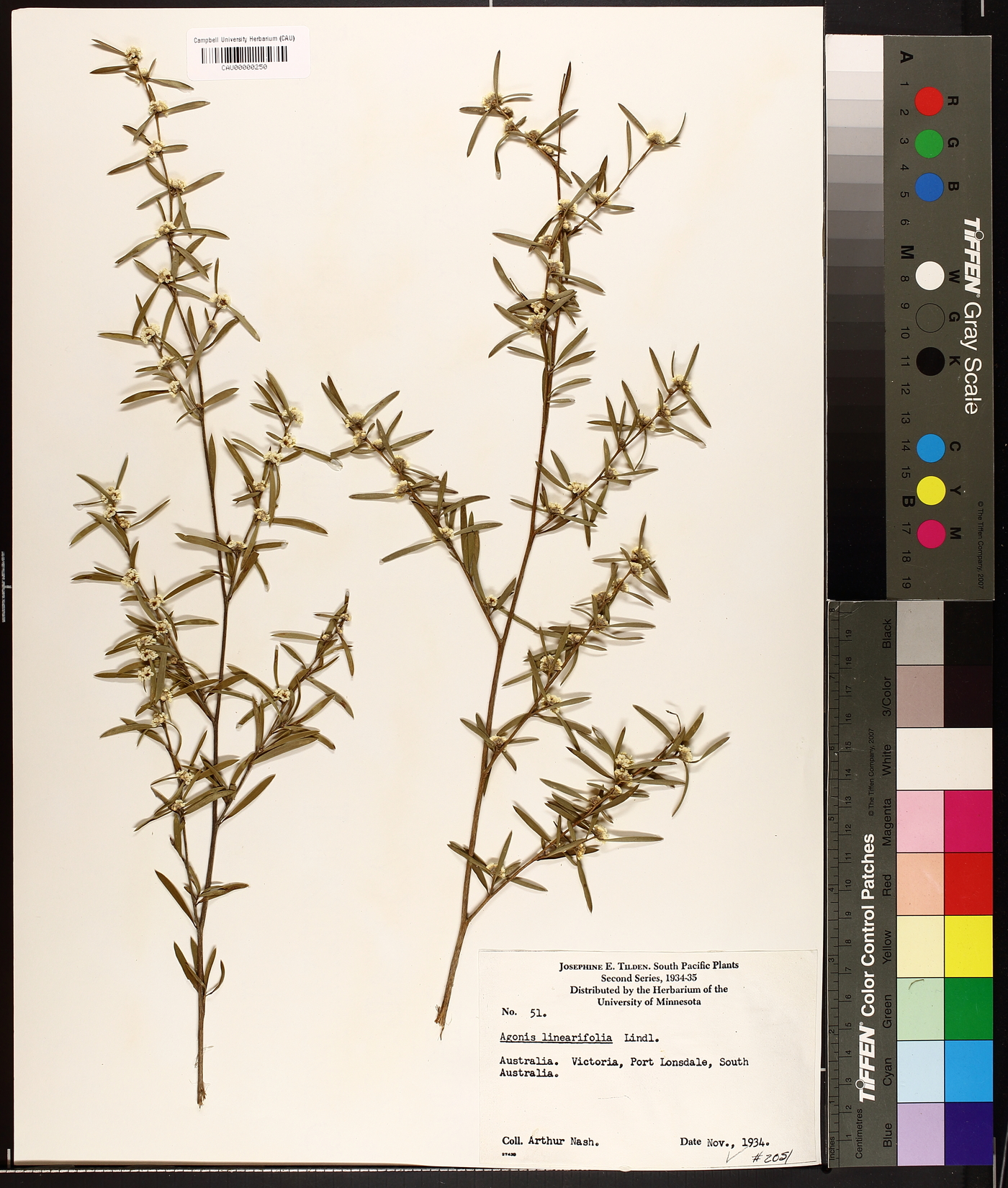 Taxandria linearifolia image
