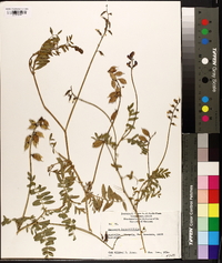Swainsona lessertiifolia image
