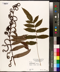 Blechnum capense image