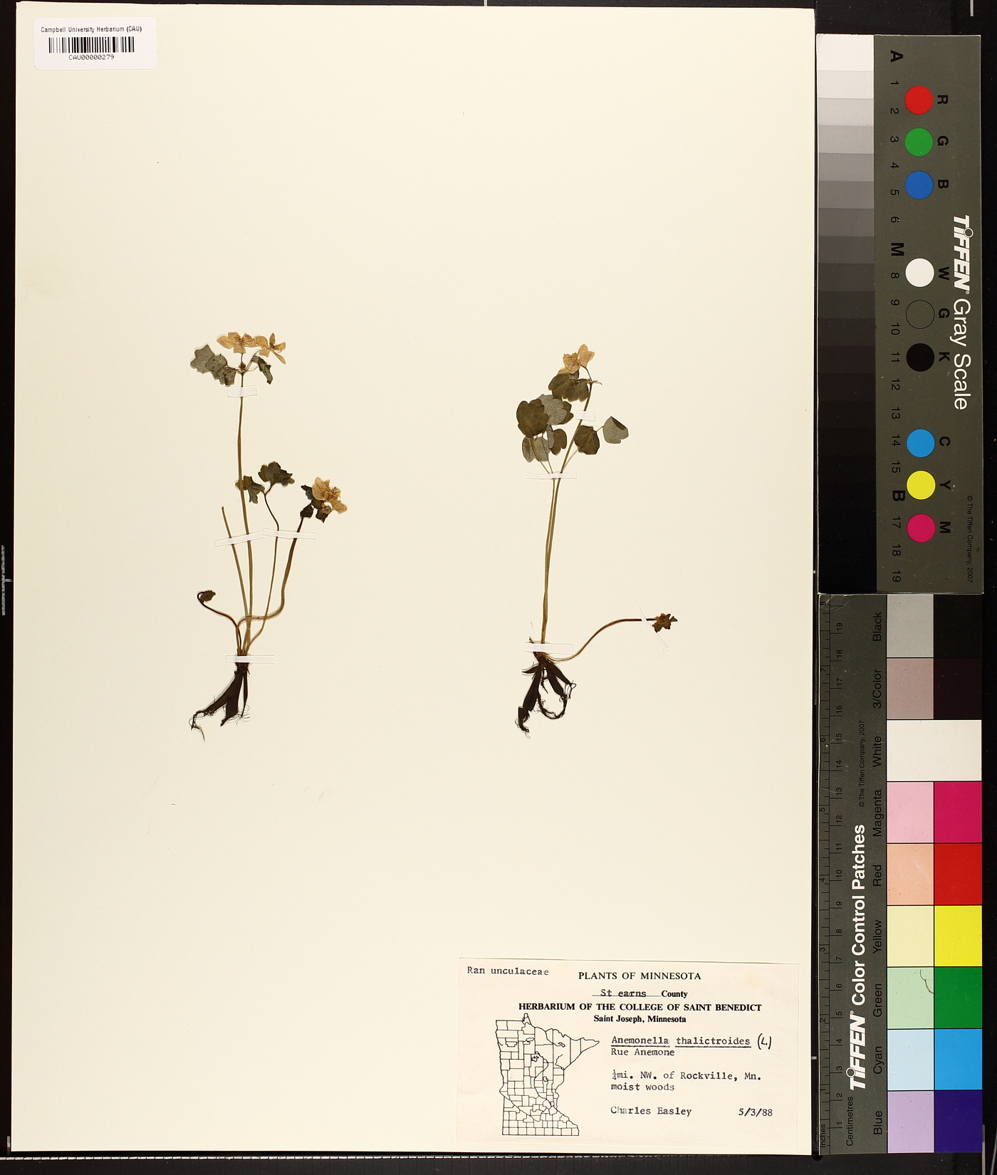 Anemonella thalictroides image