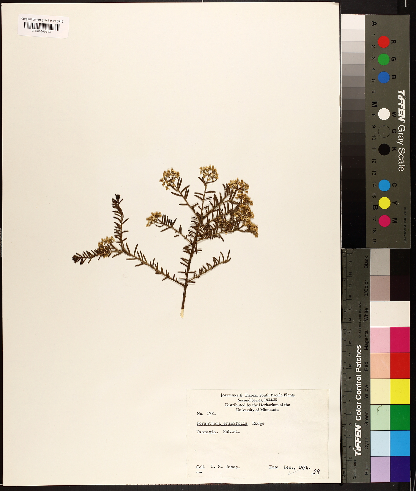 Poranthera ericifolia image