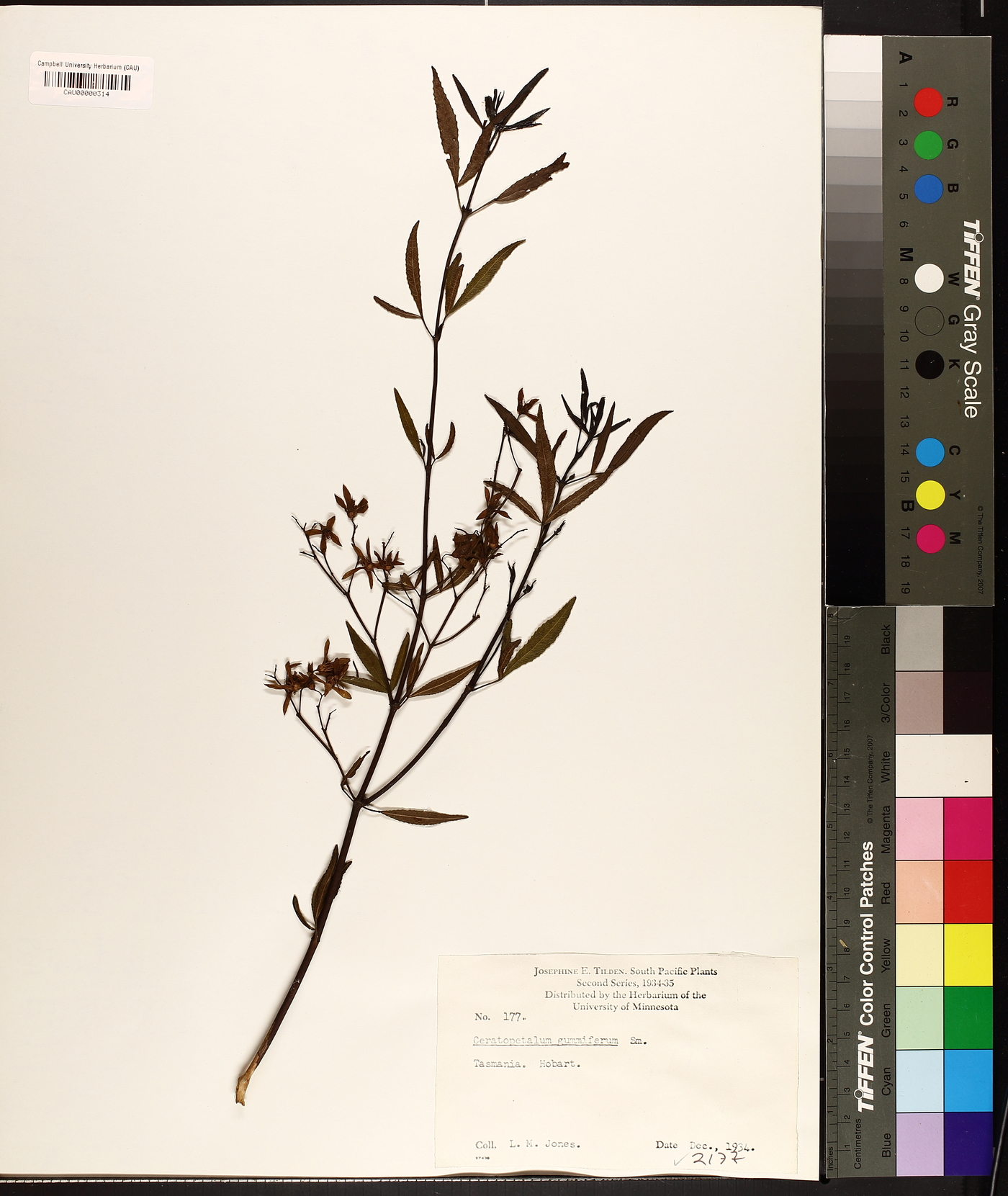 Ceratopetalum image